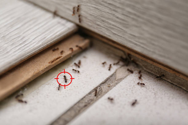 Best Affordable Pest Control Services  in Evansville, WI