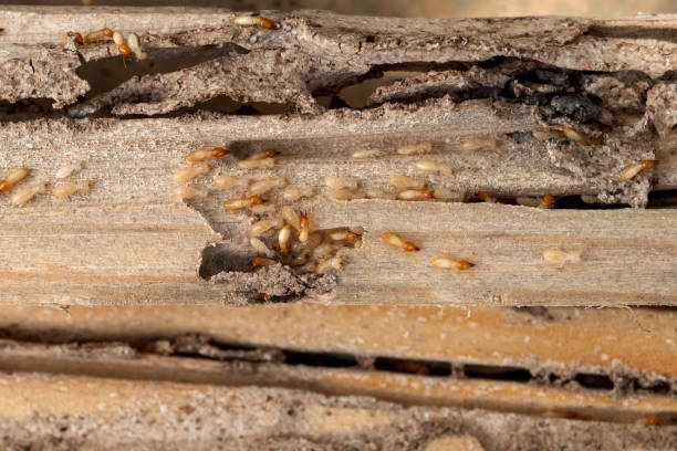 Flea Control Services in Evansville, WI